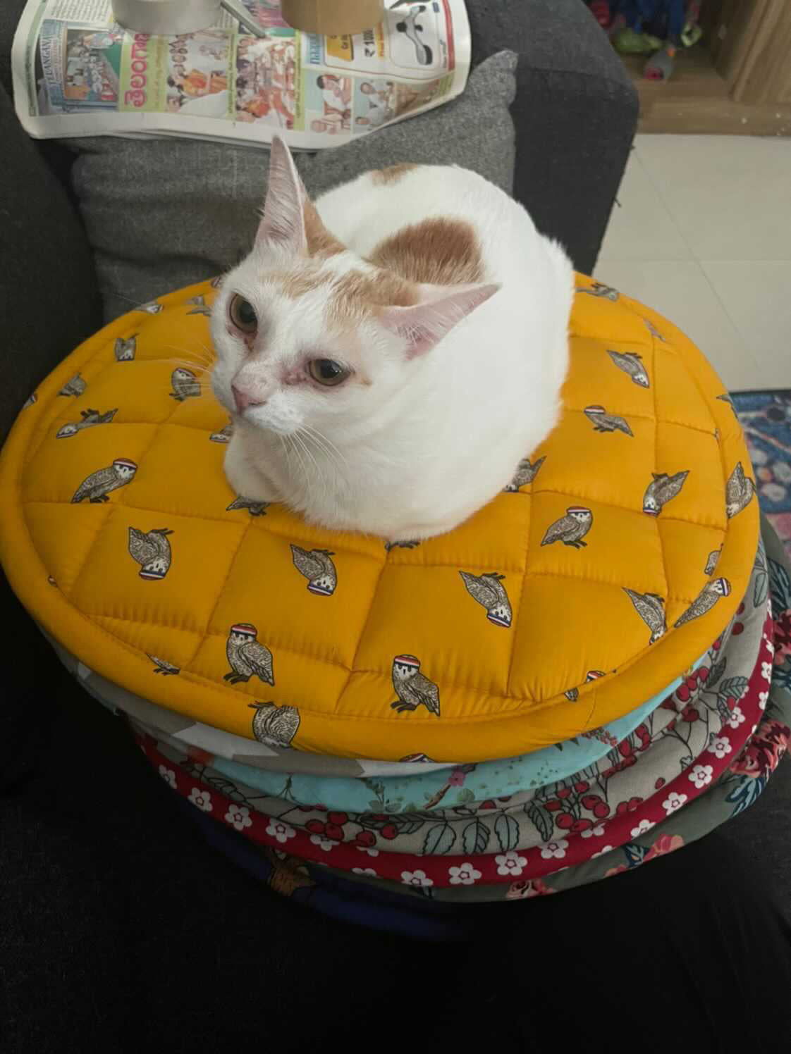 Cat Mats