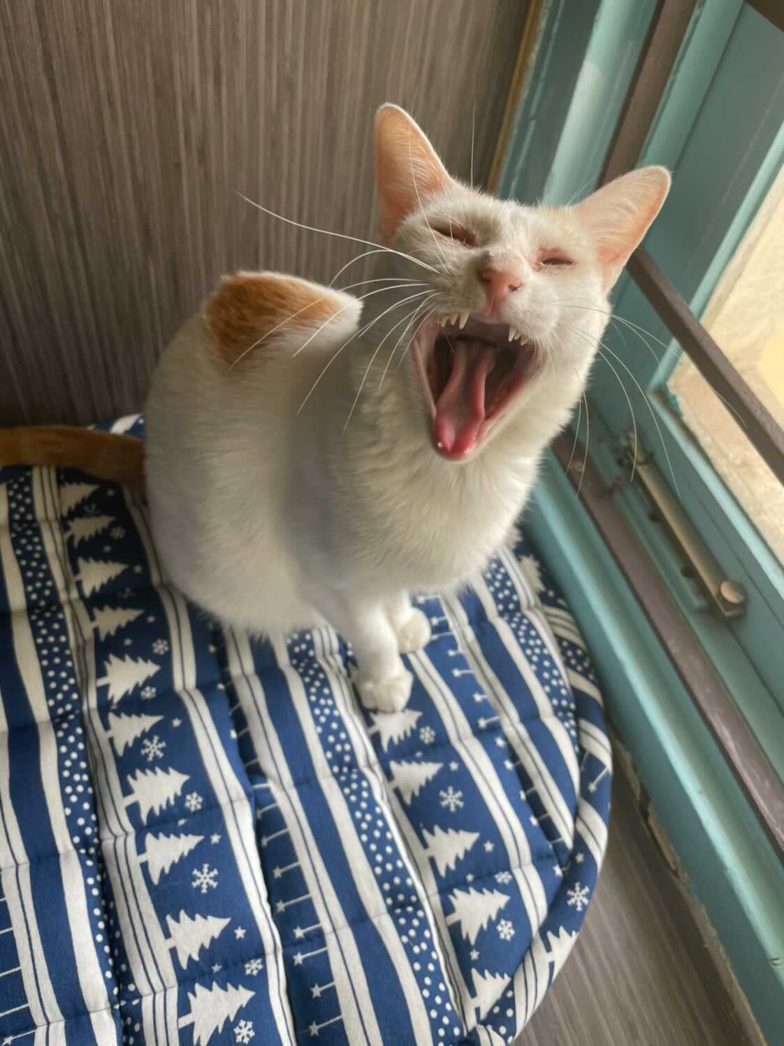 Cat Mats