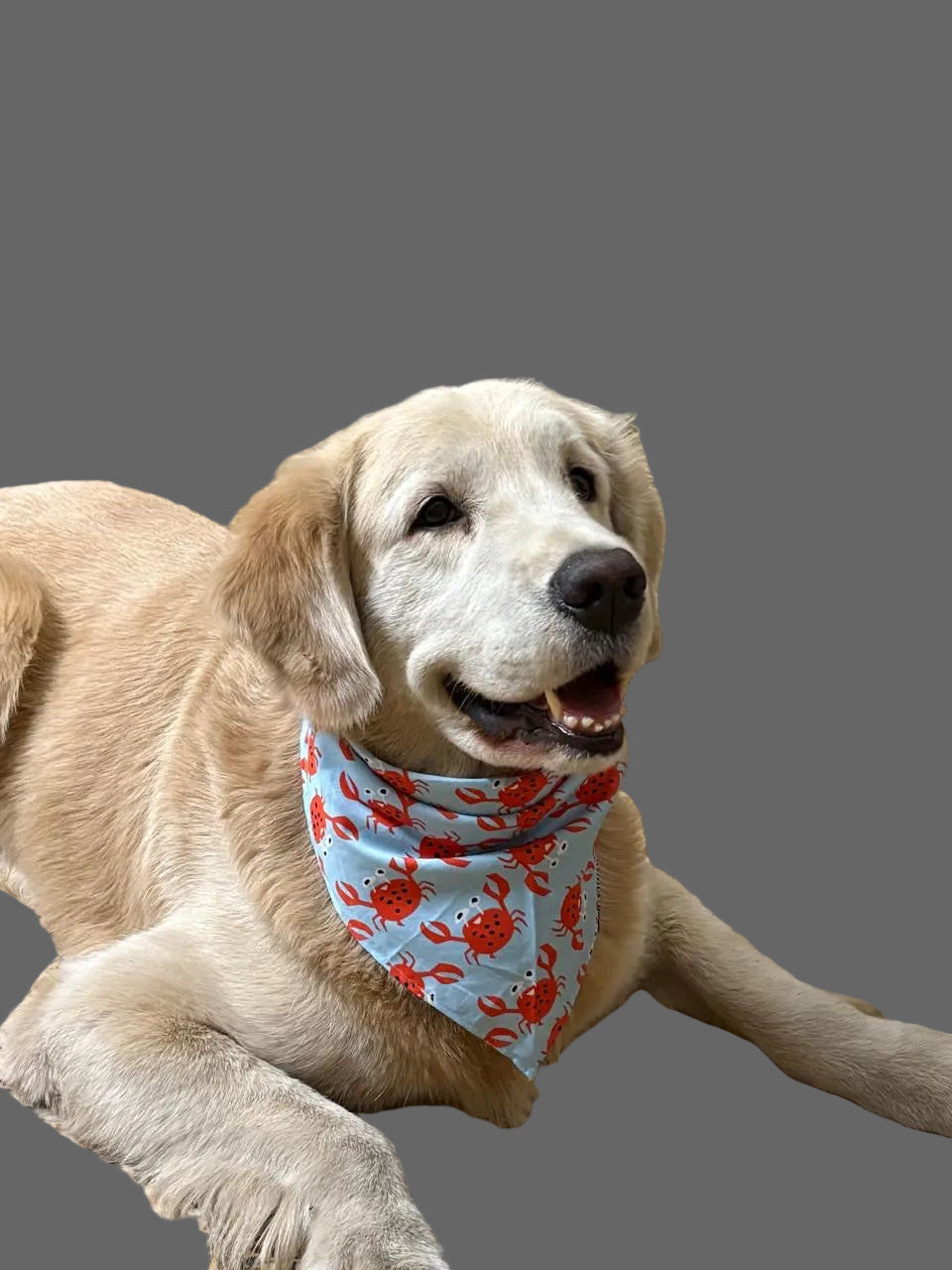 Bandanas- Large