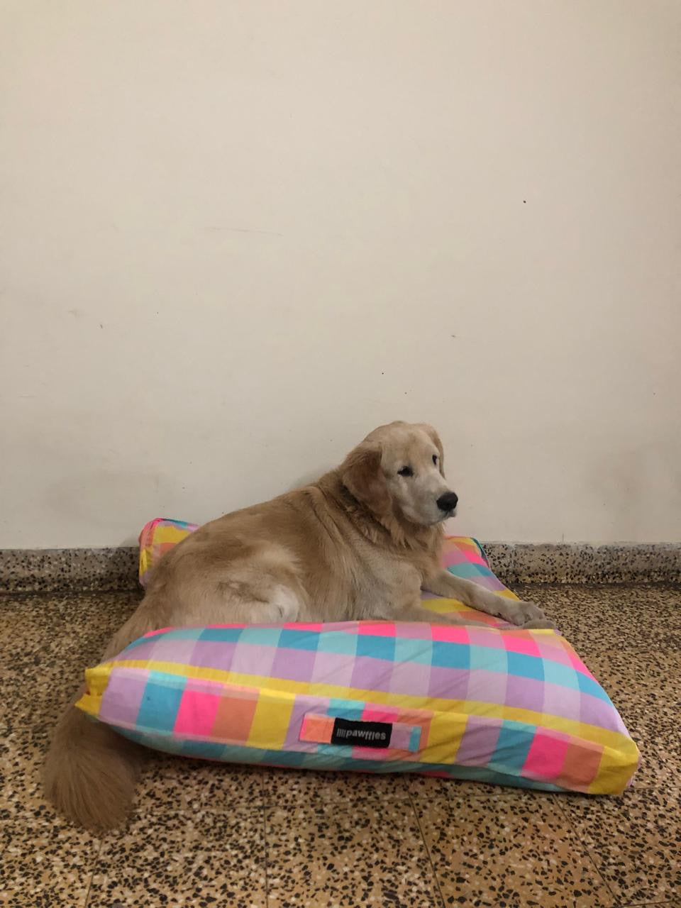 Doggie Bean Bags-Medium