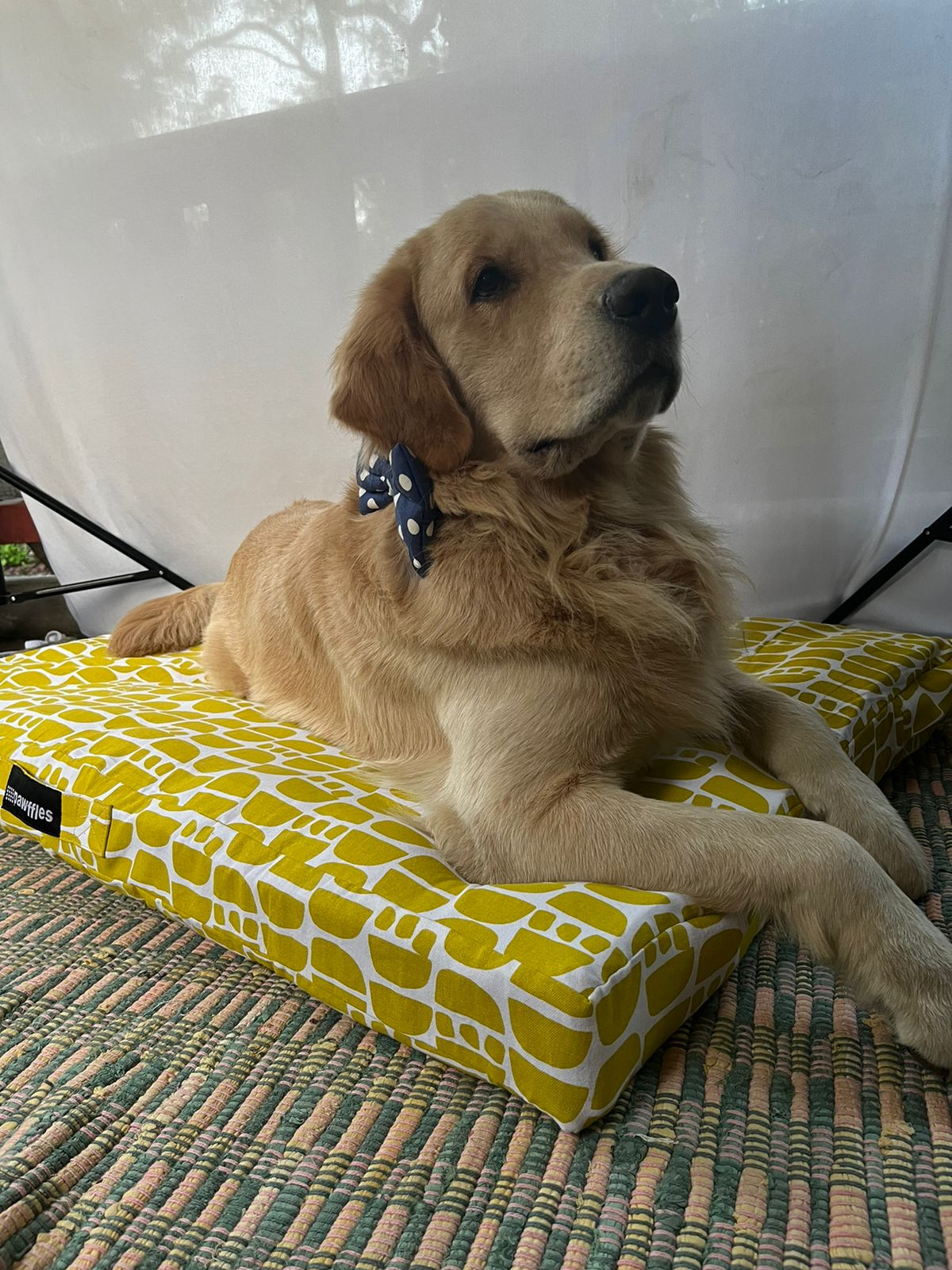 Orthopaedic Dog Bed- Abstract