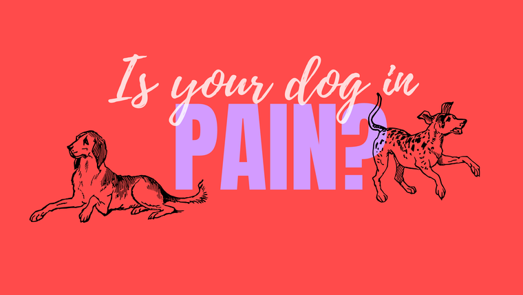 Signs of Pain in Dogs