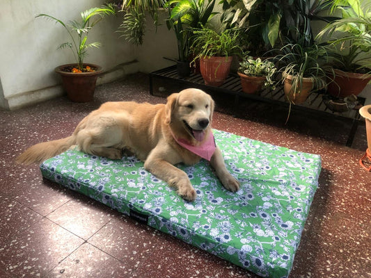 Safescape Foundation - Orthopaedic Dog Bed