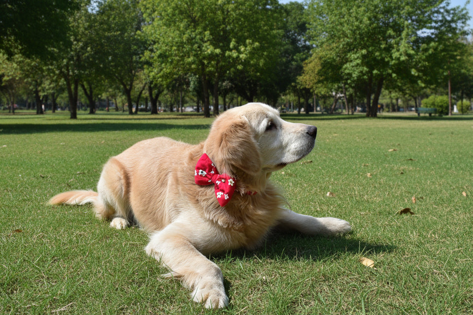 Soft Collars