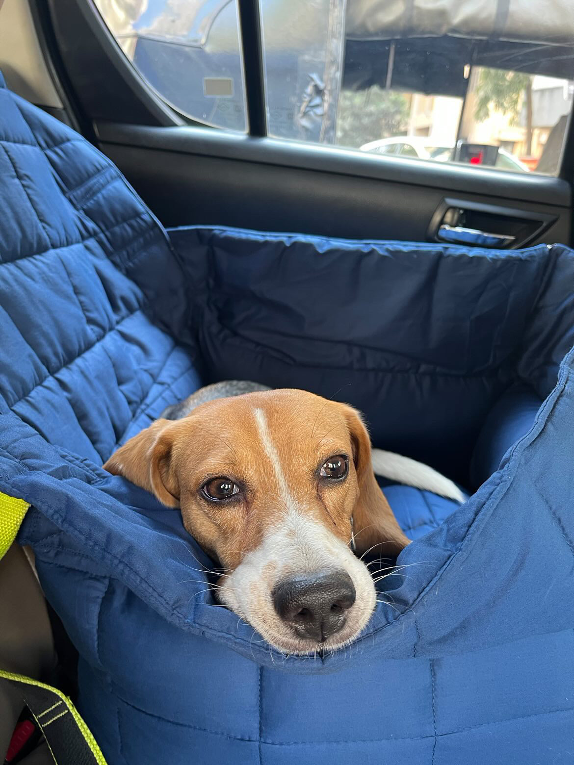 Booster Seat for dogs who need a dedicated space for dogs. This doubles up as a bed. 