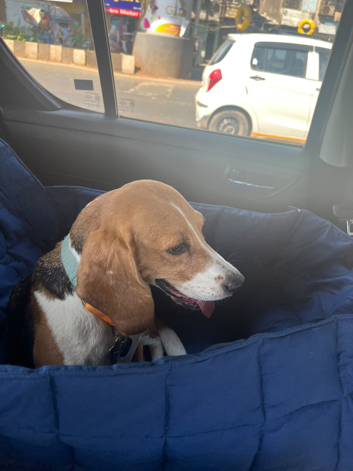 Booster Seat for dogs who need a dedicated space for dogs. This doubles up as a bed. 